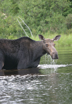 A female moose standing in the lake, looking at the camera.
