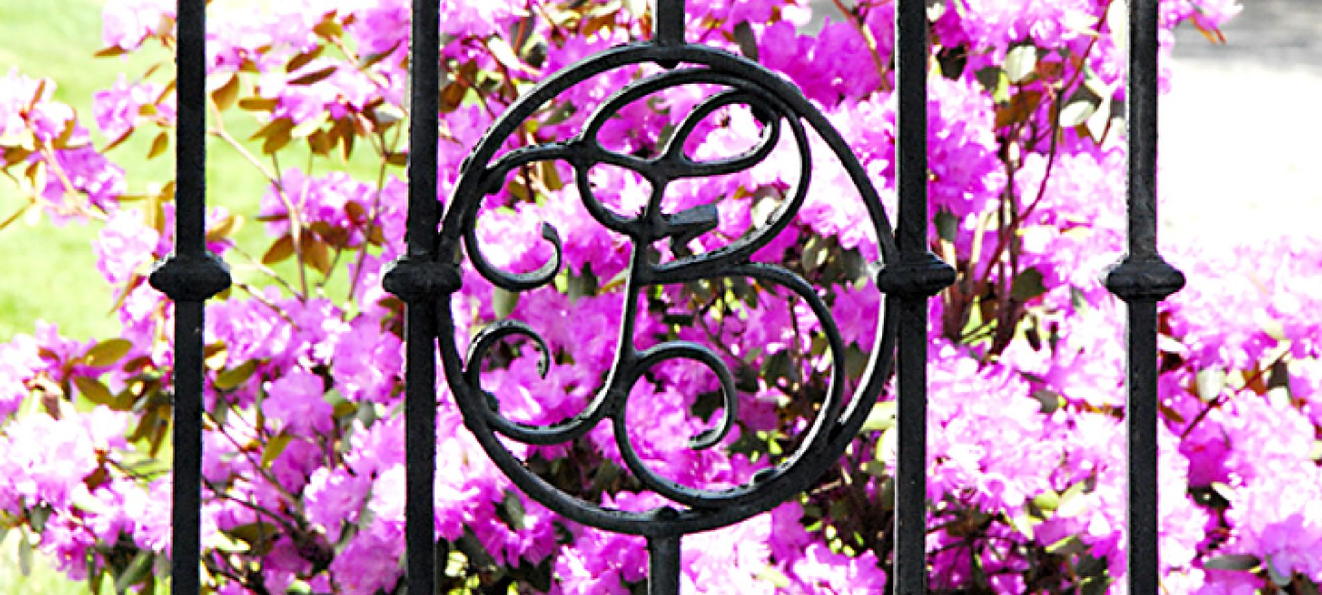 Detail of a wrought-iron fence in front of mounds of pink flowers on a sunny day. 